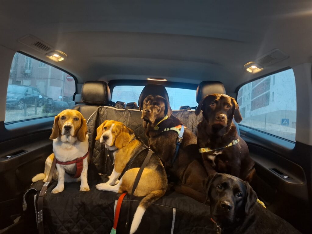 Segurança sobre rodas: a história do Taxi Animal