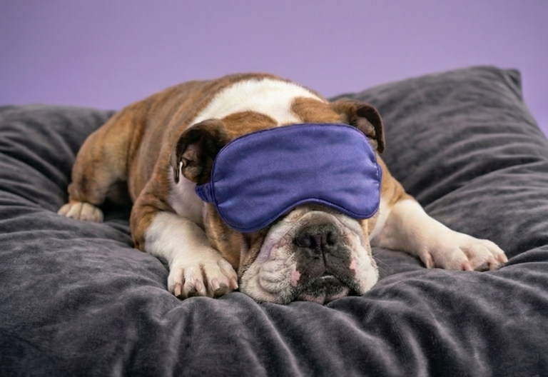 SONHO OU PESADELO? EIS A QUESTÃO.