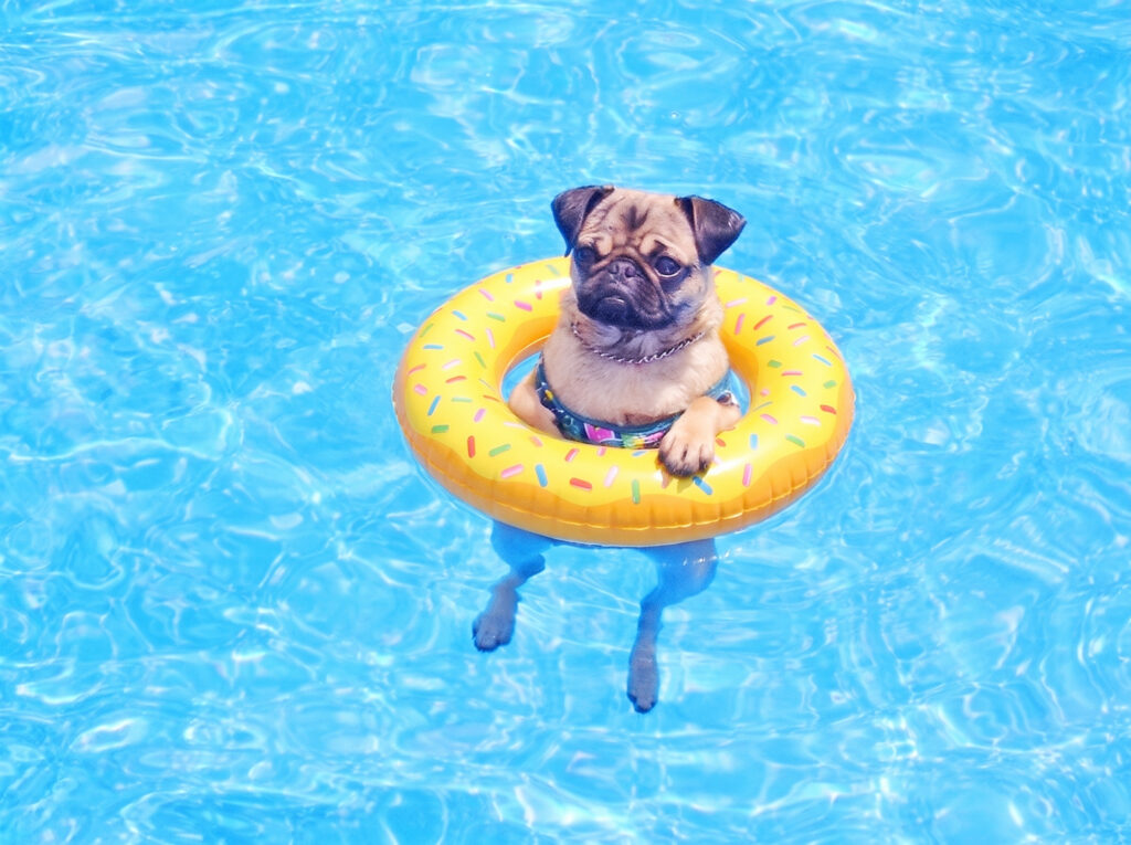 Cão nem sempre rima com verão.